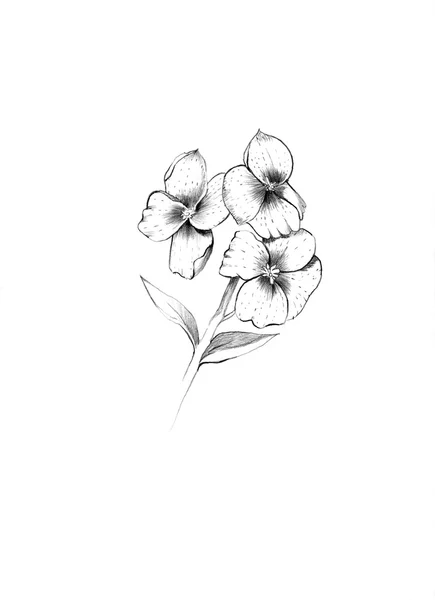 Blume englische Wallflower — Stockfoto