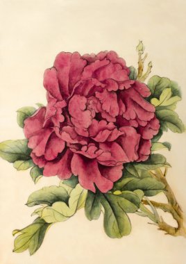 parlak çiçek Şakayık