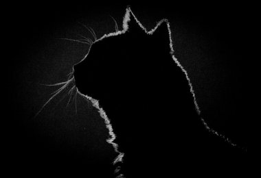 Profil kedi içinde belgili tanımlık karanlık