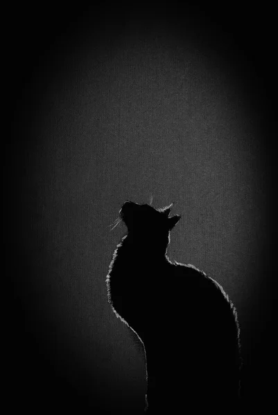 어두운 곳에 있는 검은 고양이 — 스톡 사진