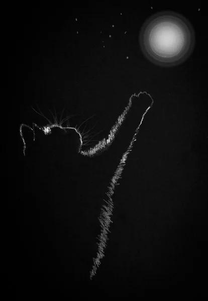 Chat et lune — Photo