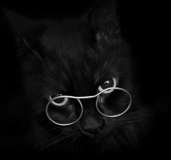 Zwarte kat met glazen — Stockfoto