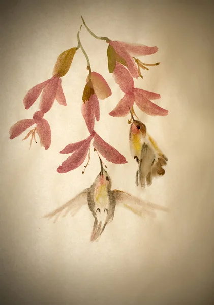 蜂鸟花蜜挖掘 — 图库照片