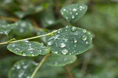 Yağmur damlaları yapraklarda