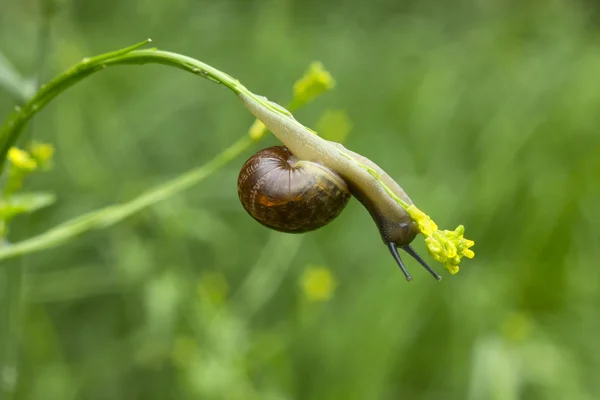 Siput pada lembaran — Stok Foto