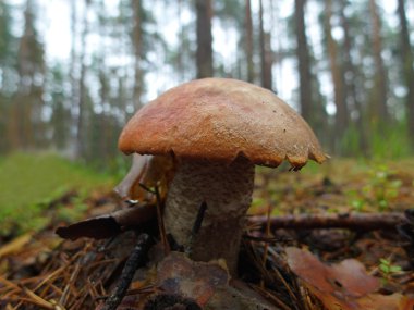 Orman mantar çörek