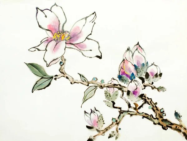 Branche Magnolia Fleurs Sur Fond Clair — Photo