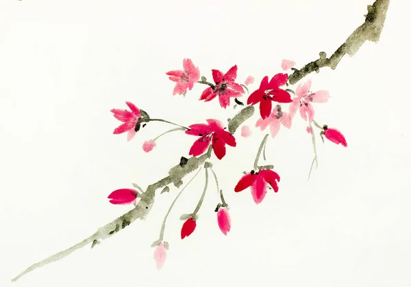 Branche Sakura Fleurs Sur Fond Clair — Photo