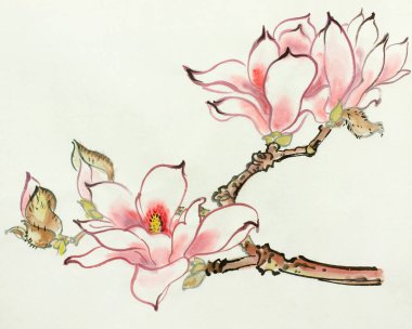 Açık arkaplanda pembe manolya çiçeği