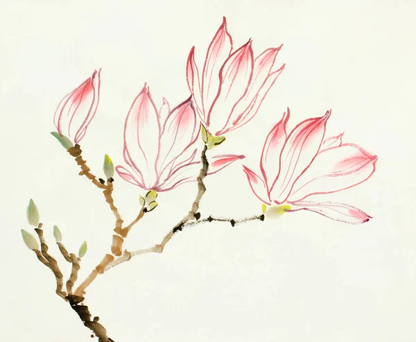 Rózsaszín Magnólia Virág Fény Háttér — Stock Fotó
