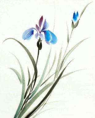 açık arkaplanda mavi süsen çiçekleri