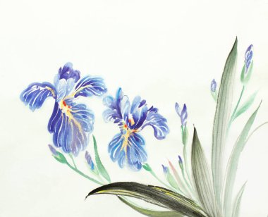 açık arkaplanda mavi süsen çiçekleri