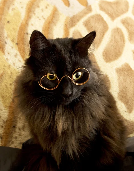 Zwarte kat met glazen — Stockfoto