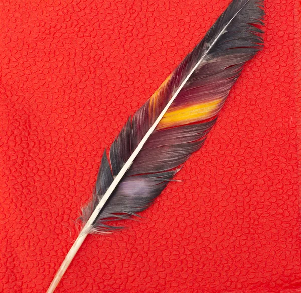 Colorful bird feather — Stock Photo, Image