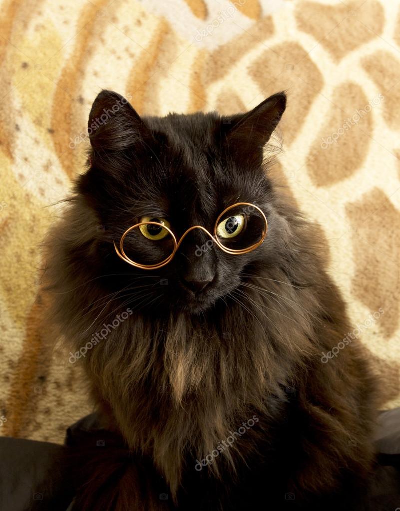 cats wearing glasses