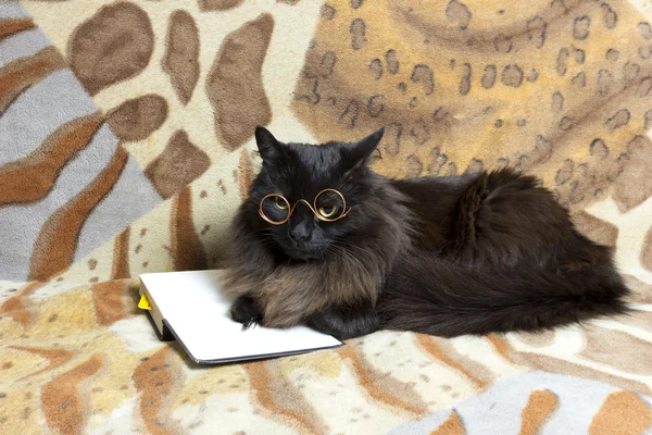 Gato con gafas — Foto de Stock