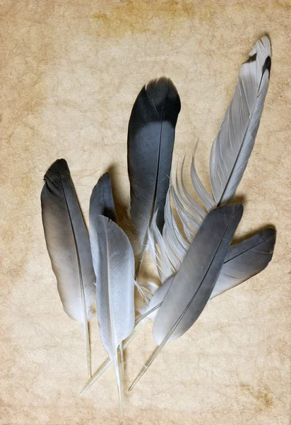 Old paper and feathers — Stock Photo, Image