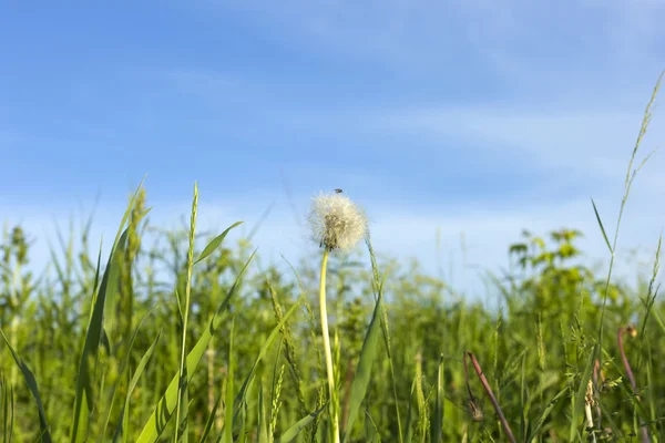 Зелена трава блакитне небо — стокове фото