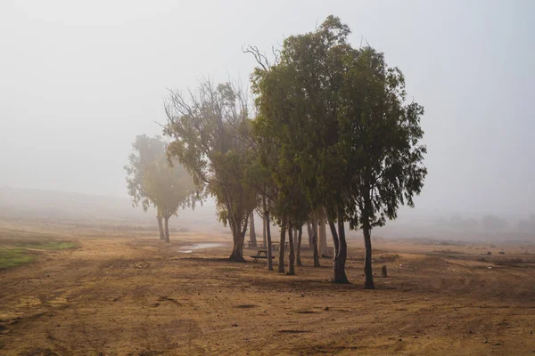 Çölde, sisin içinde bir ağaç.