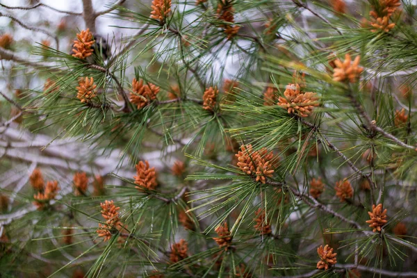 Ormanda çiçekli bulanık dallar.