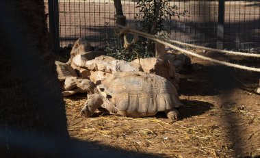 Hayvanat bahçesindeki kaplumbağalar