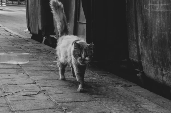 Wild Dirty Cat Walk — Stock Photo, Image