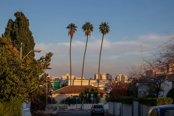 Ortada üç palmiye ağacı var.
