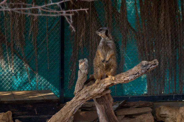 Hayvan bir dala tırmandı ve onu korudu.
