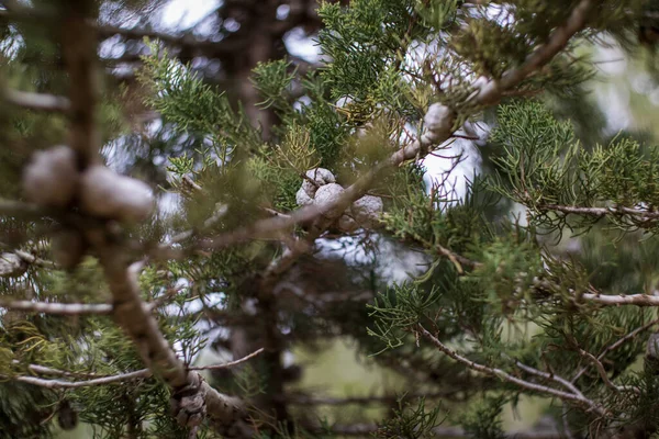 Ormanda çiçekli bulanık dallar.