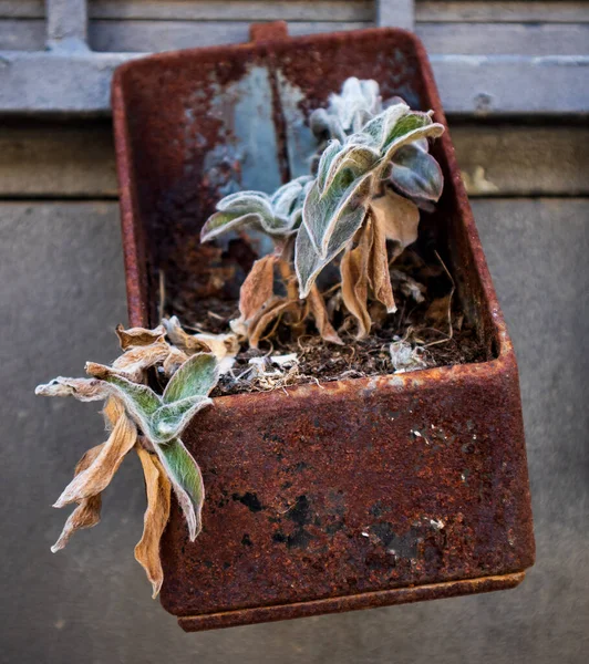 Paslı bir tencerede eski ve ölü bir bitki
