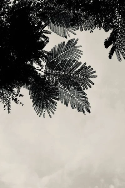 Beyaz gökyüzünde bir eğrelti otu