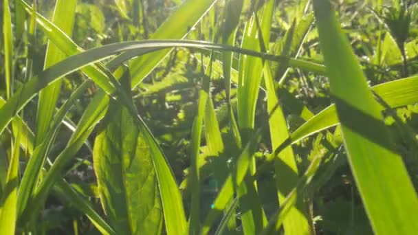 Hierba verde de cerca — Vídeo de stock