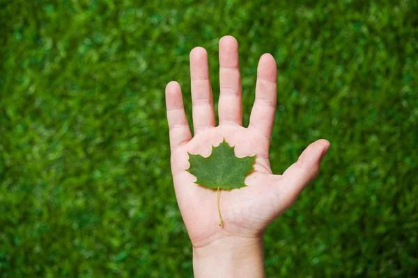 Human hand holding tree leaf close up — Stock Photo, Image