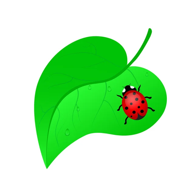 Üzerindeki yaprak - illüstrasyon vektör uğur böceği.