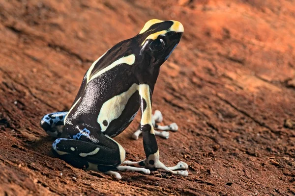 Painted poison dart frog — Stock Photo, Image