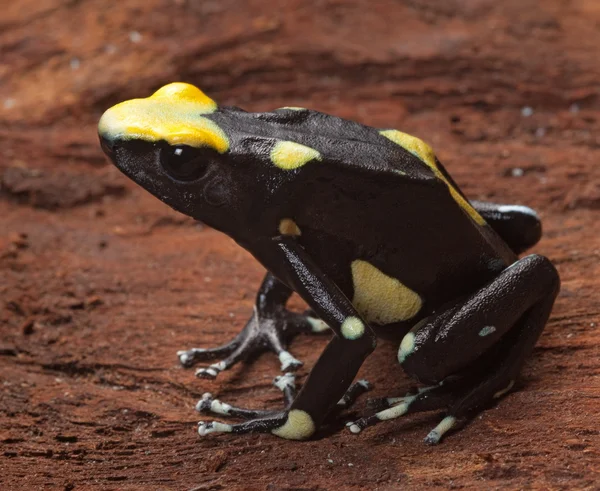 Gelber Pfeilgiftfrosch — Stockfoto