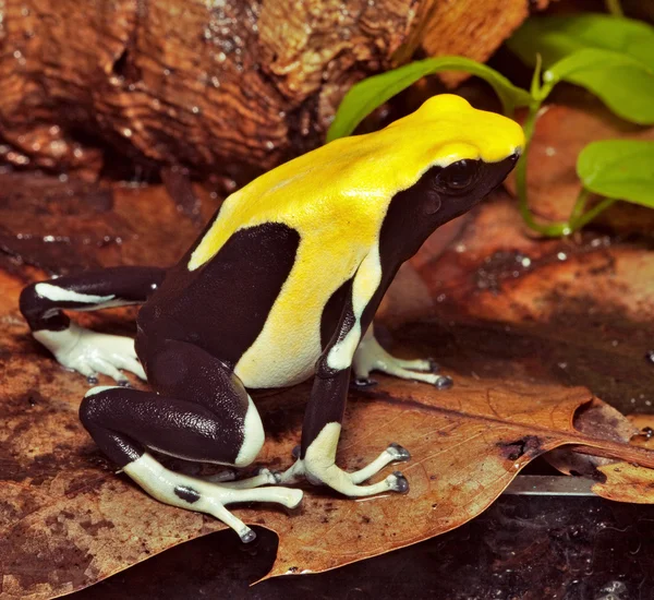 Yellow poison dart frog — Stock Photo, Image