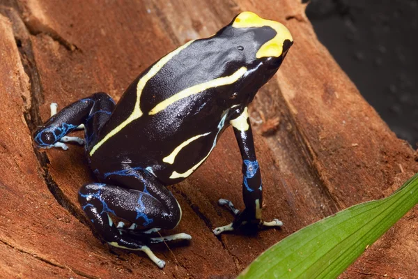 Poison dart frog — Stock Photo, Image