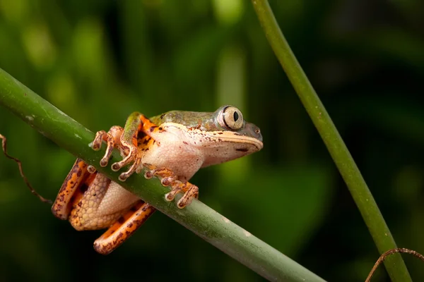 Laubfrosch — Stockfoto