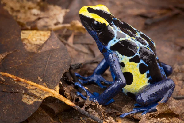 Poison dart frog — Stock Photo, Image