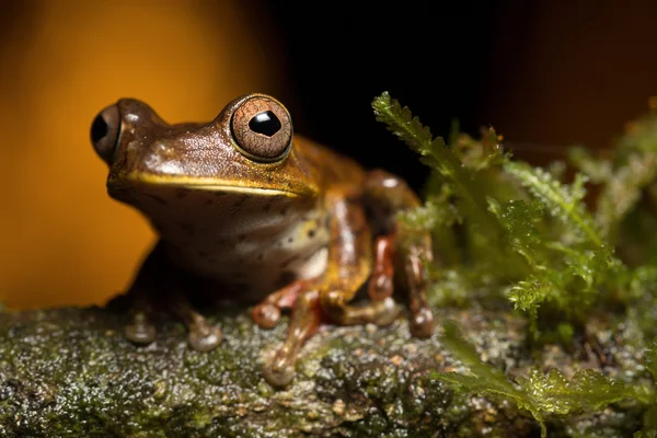 Tropical tree frog — Stock Photo, Image