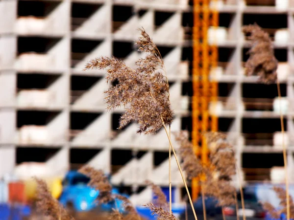 Bina hakkında bitki