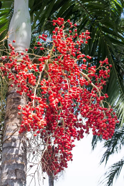 Kırmızı tembul palm