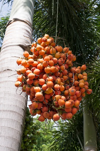 Turuncu tembul palm 