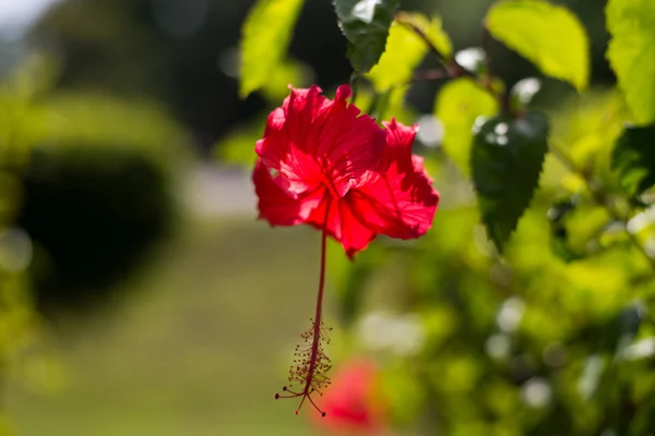 A flor chinesa vermelha — Fotografia de Stock