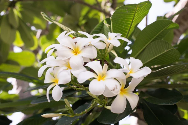 Den vita Frangipani — Stockfoto