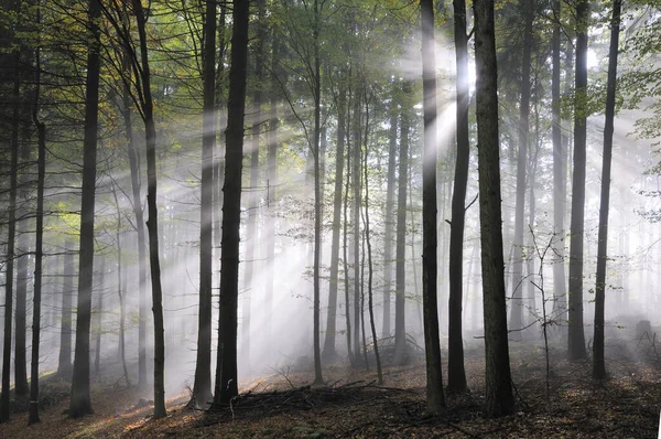 Raios Sol Uma Floresta — Fotografia de Stock