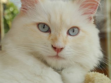 Eines Kopfes der Sibirischen Waldkatze Portresi