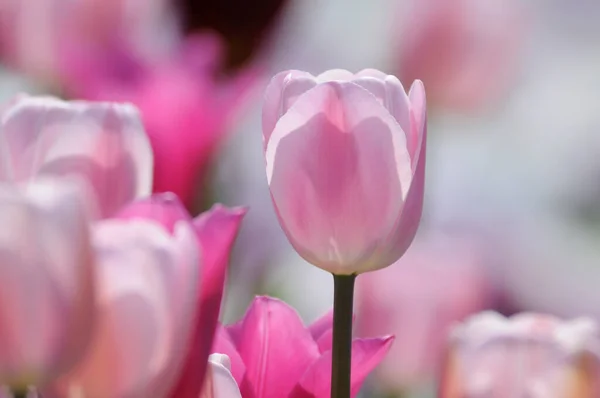 Rosa Tulpe in einem Tulpenpancar