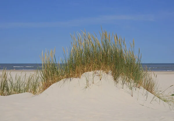 Sandduene Auf Der Ostfriesischen Insel Baltrum — Fotografia de Stock
